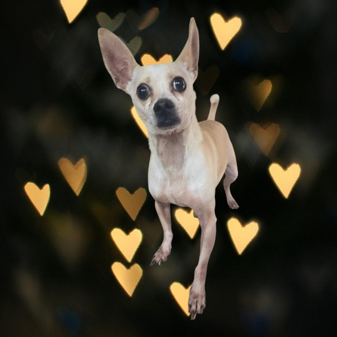 Hugo, Adoptable, Adult Male Chihuahua.