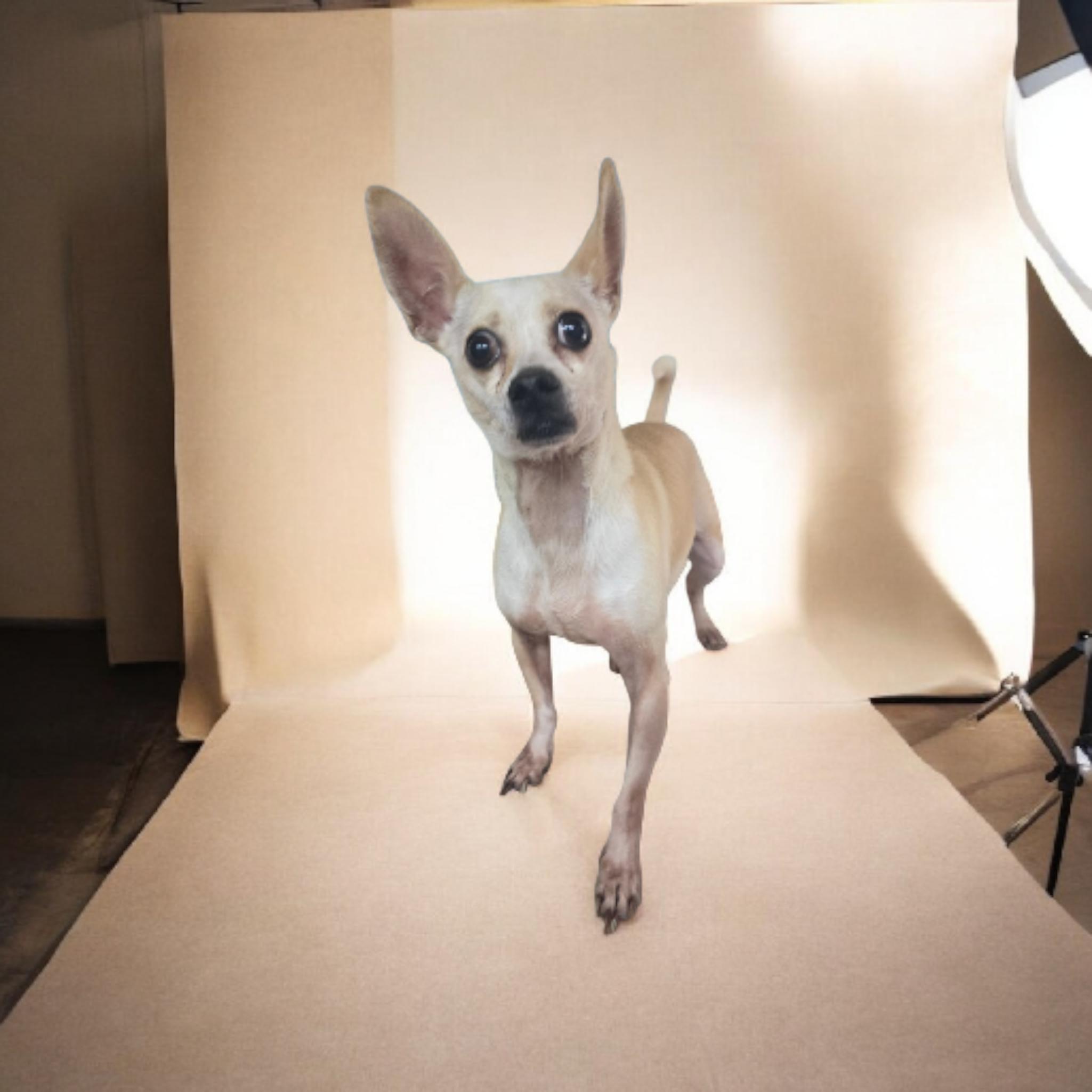 Enlarge Hugo, a Adoptable Chihuahua in Dallas, GA image 1/2