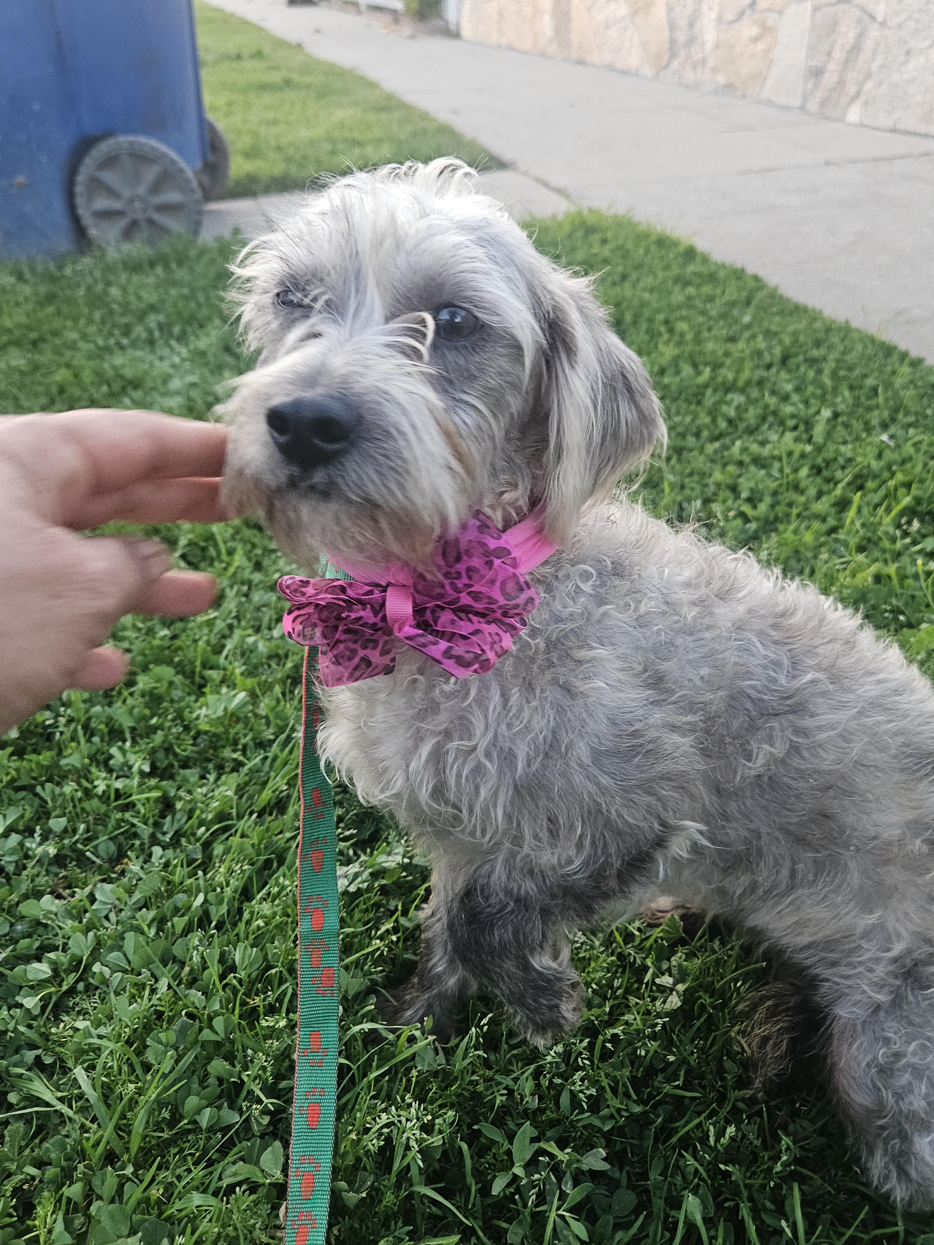 Ash, adopted, Adult Female Schnauzer.