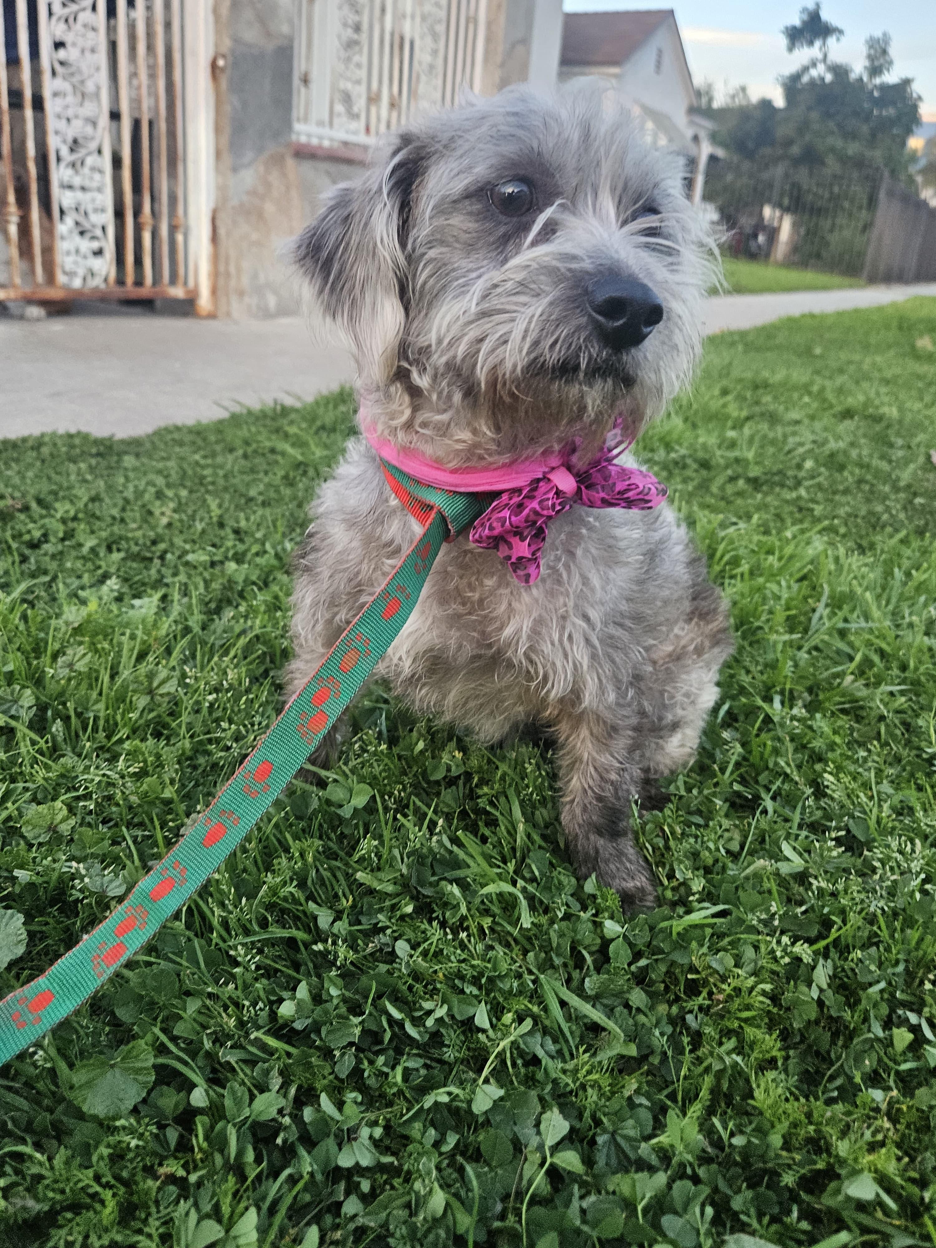 Enlarge Ash, an adopted mixed breed in Los Angeles, CA image 3/4