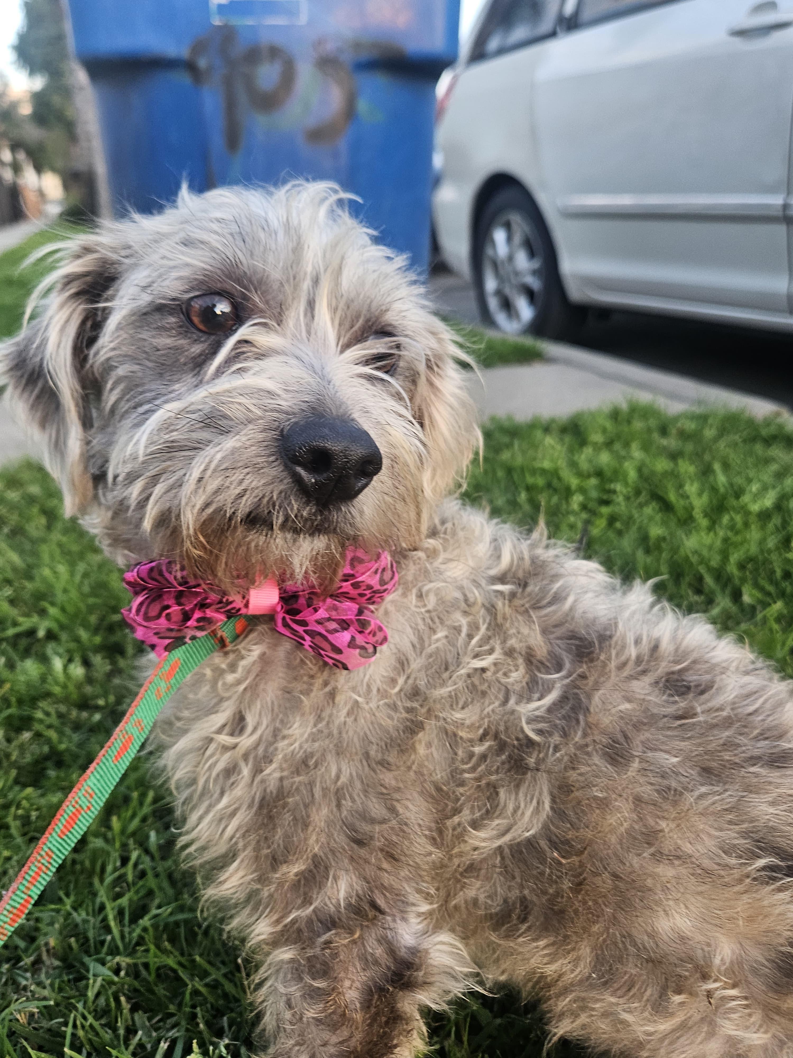 Enlarge Ash, an adopted mixed breed in Los Angeles, CA image 4/4