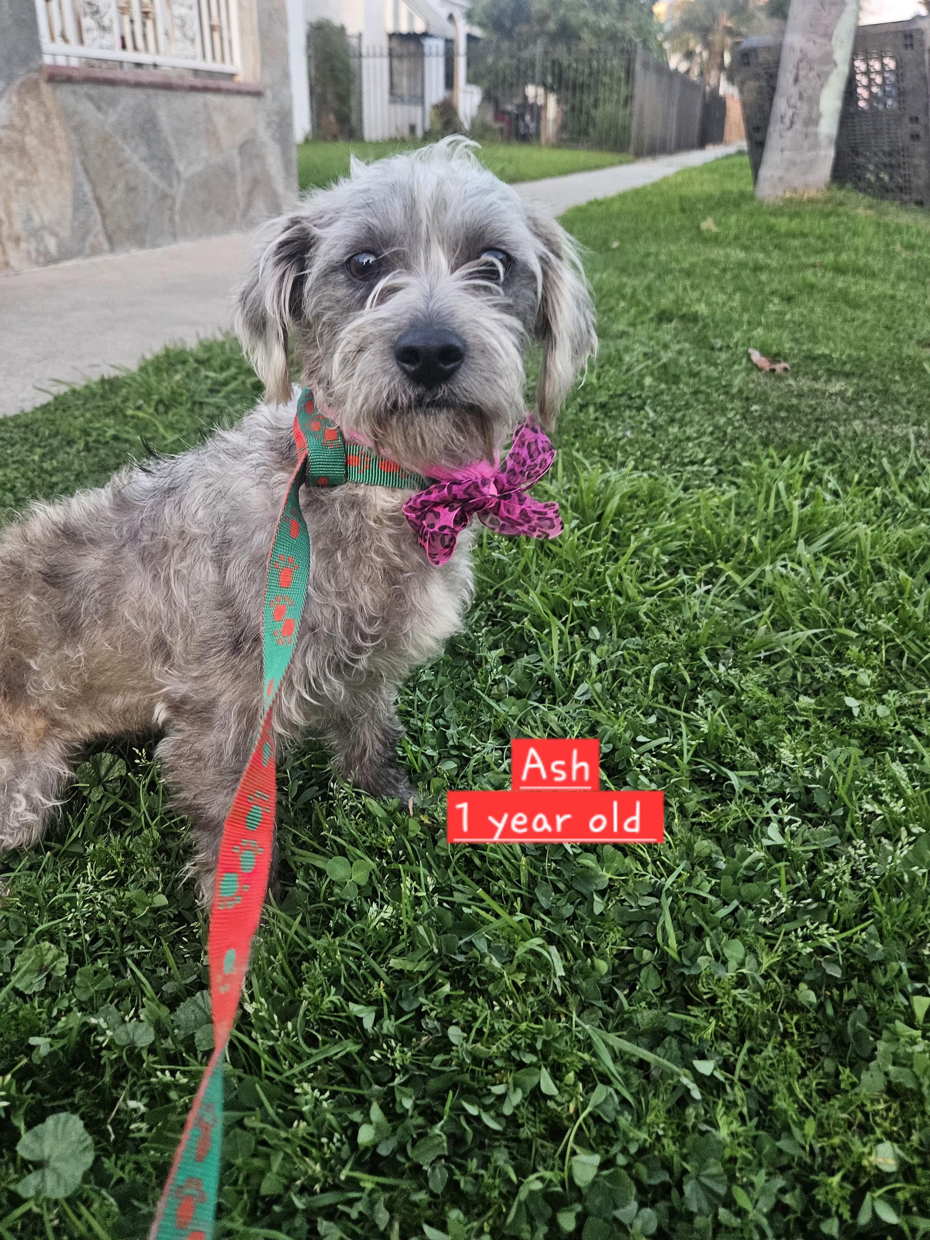 Enlarge Ash, an adopted mixed breed in Los Angeles, CA image 2/4