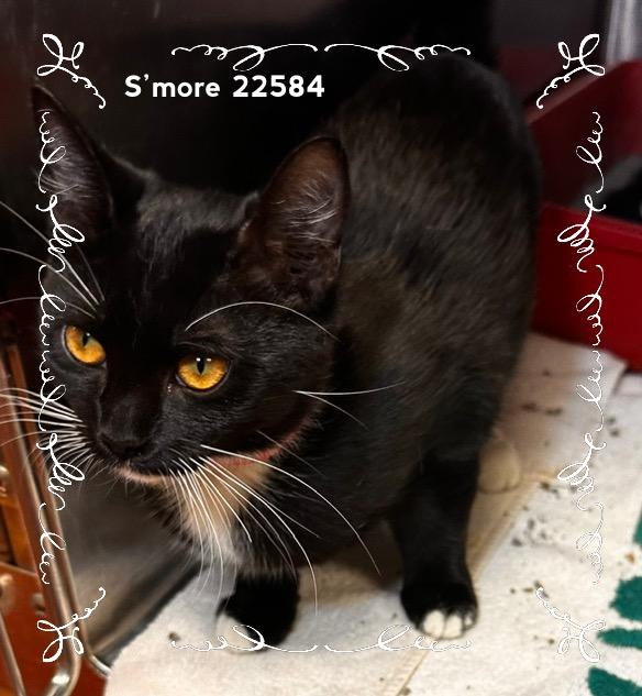 Enlarge SMORE (see also OREO), a Adoptable Domestic Short Hair in Marietta, GA image 4/5