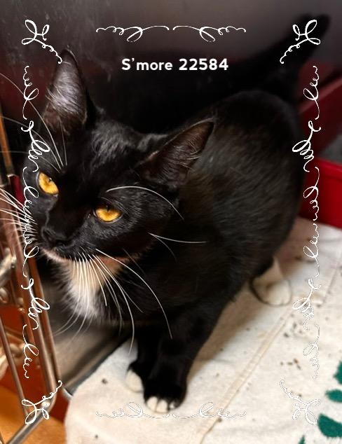 Enlarge SMORE (see also OREO), a Adoptable Domestic Short Hair in Marietta, GA image 5/5