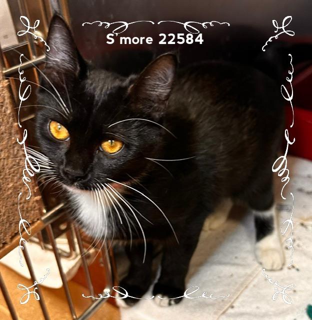 Enlarge SMORE (see also OREO), a Adoptable Domestic Short Hair in Marietta, GA image 2/5