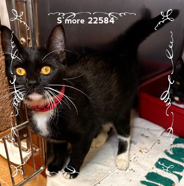 Enlarge SMORE (see also OREO), a Adoptable Domestic Short Hair in Marietta, GA image 3/5