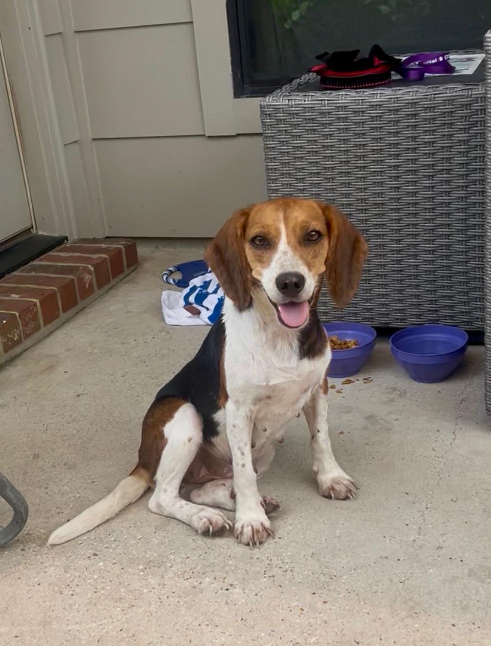 Enlarge Flopsy, a Adopted Beagle in Bunkie, LA image 2/4
