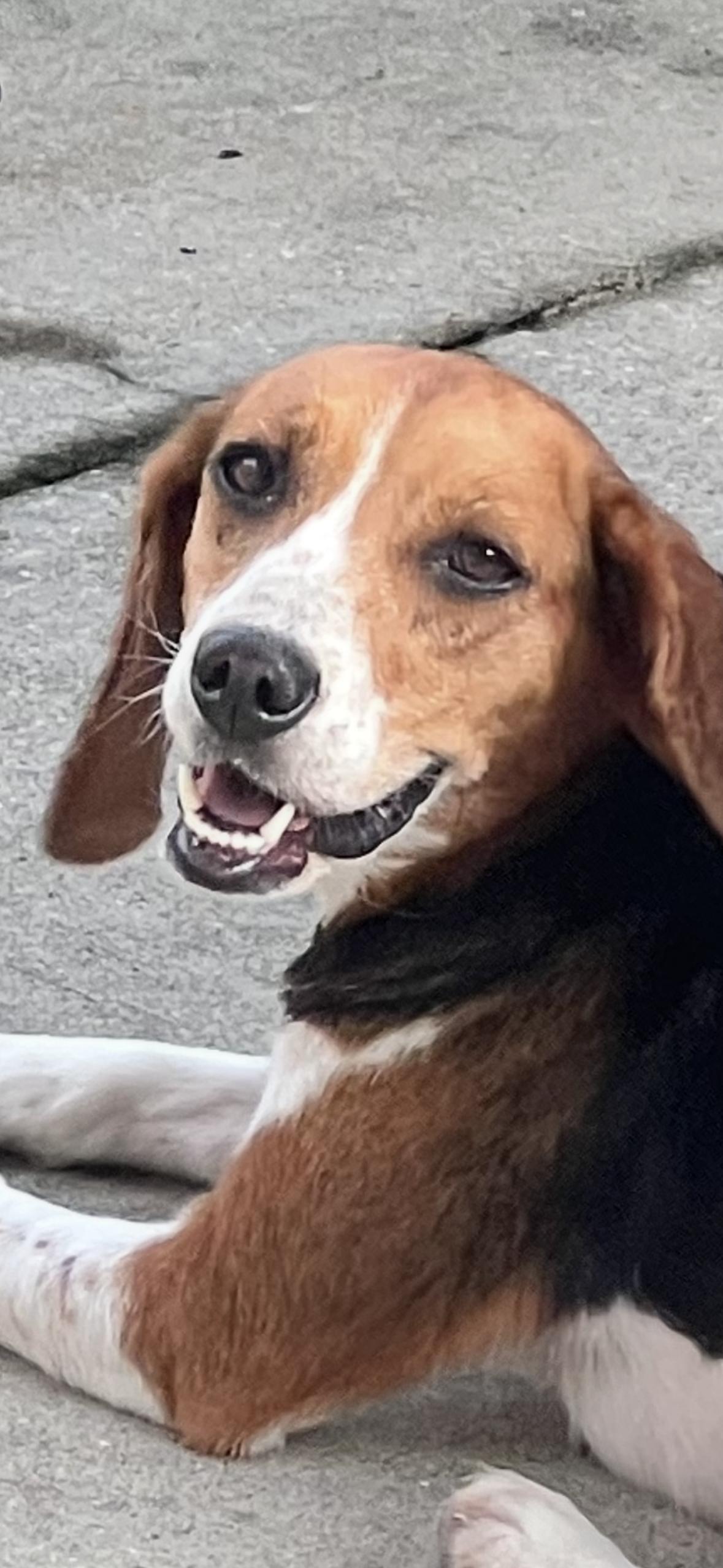 Enlarge Flopsy, a Adopted Beagle in Bunkie, LA image 3/4