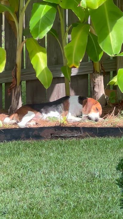 Enlarge Flopsy, a Adopted Beagle in Bunkie, LA video 4/4
