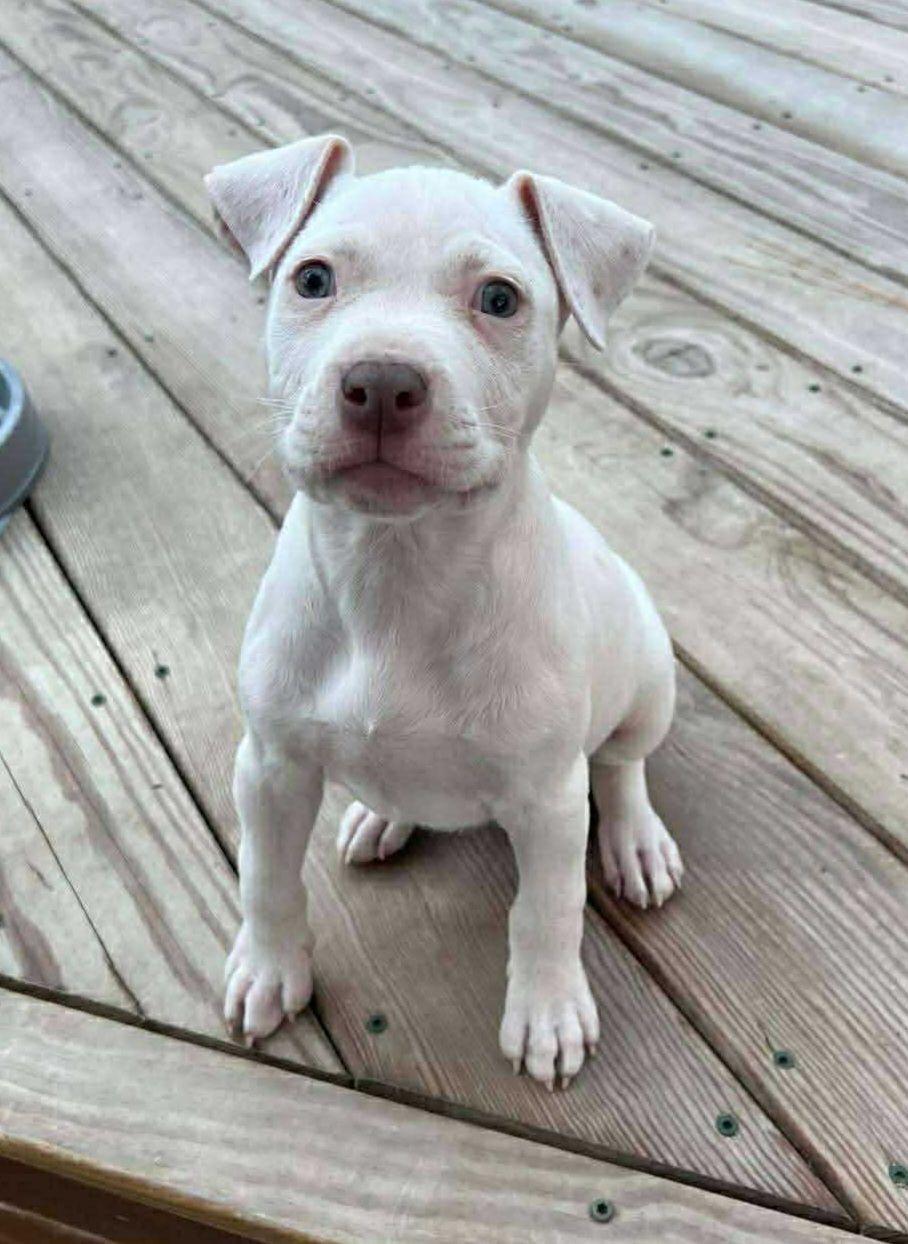 Enlarge Mouse, an adopted mixed breed in Bahama, NC image 1/1