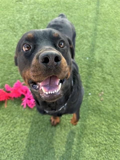BO, Adoptable, Young Male Rottweiler.