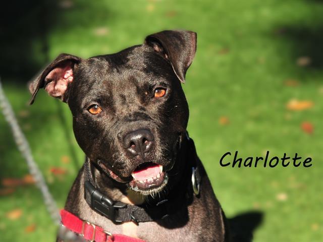 CHARLOTTE, Adoptable, Adult Female Mixed Breed.