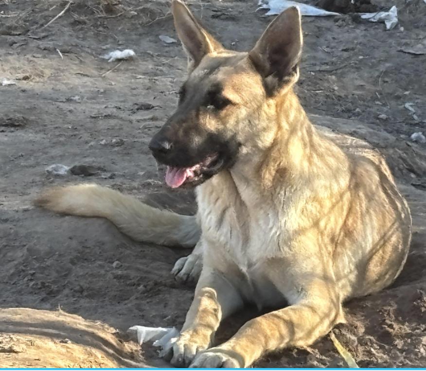 THOR, a Adoptable mixed breed in Rockdale, TX image 2/4
