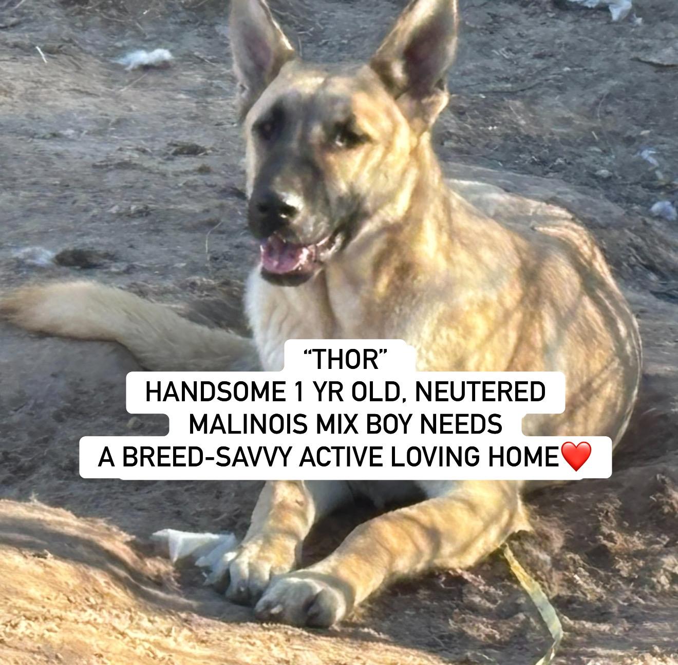 THOR, Adoptable, Young Male Belgian Shepherd / Malinois.