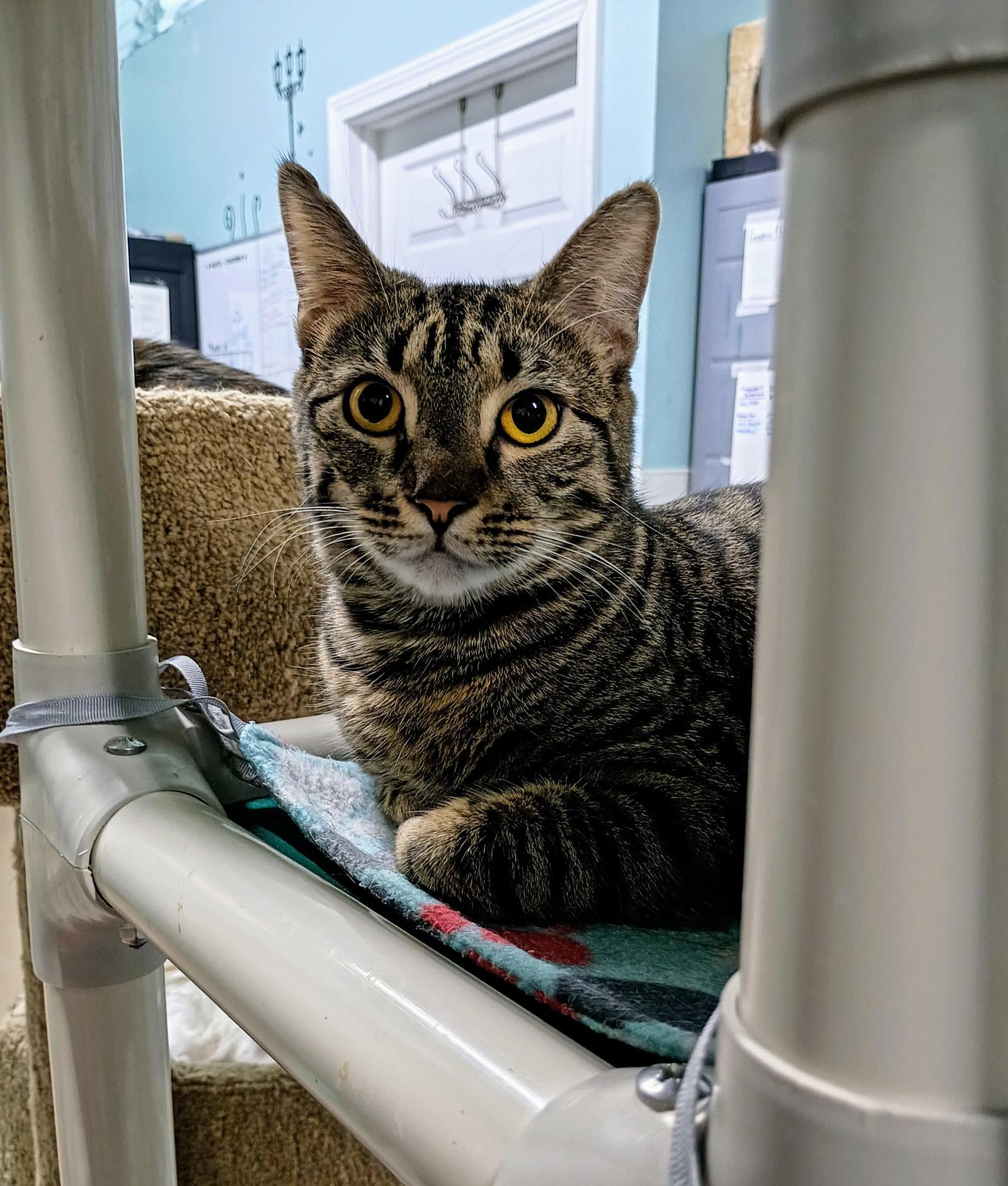 Travis, Adoptable, Kitten Male Domestic Short Hair.