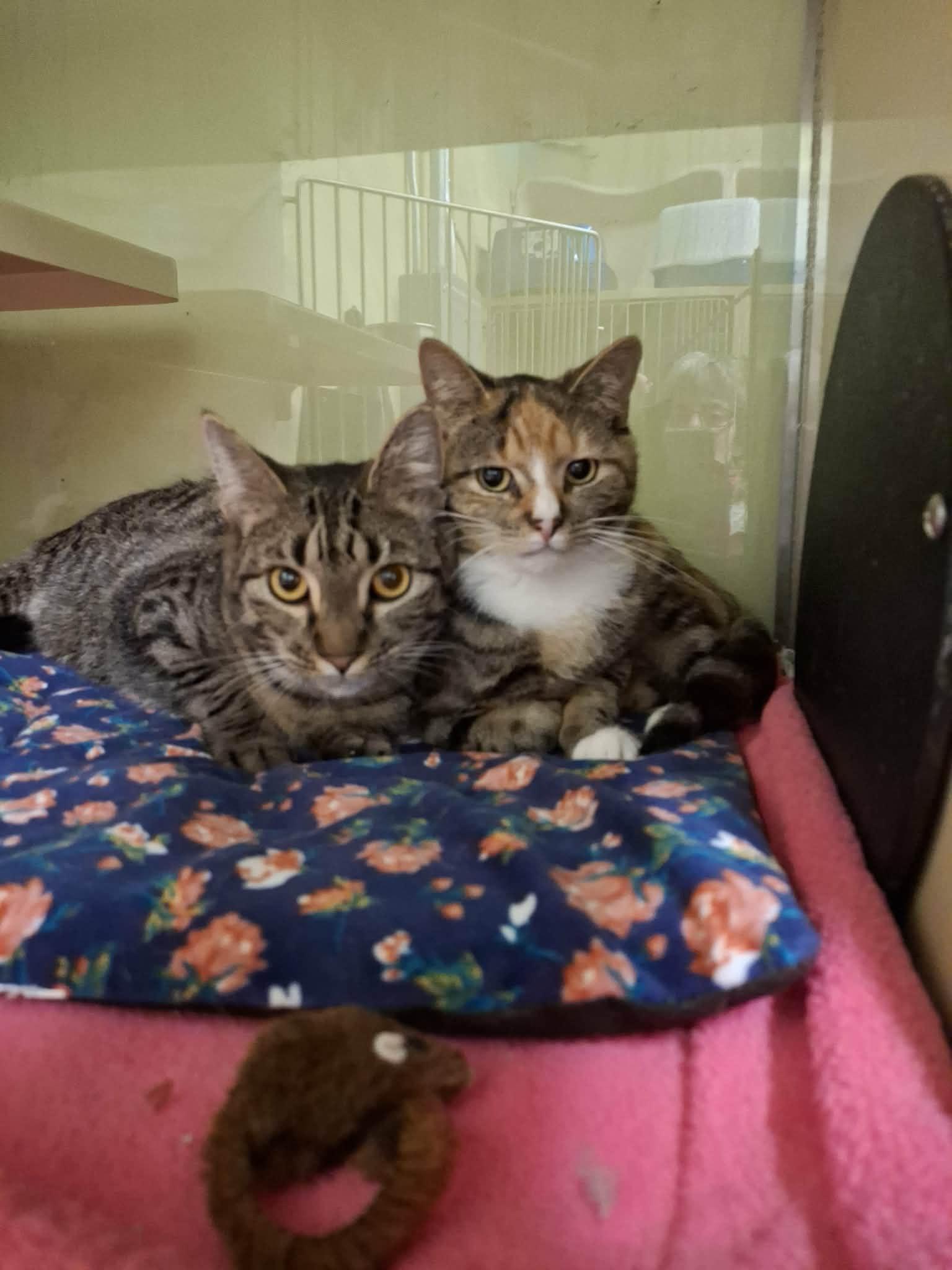 Enlarge Travis AND Lou, a Adoptable Domestic Short Hair in Gonic, NH image 1/3