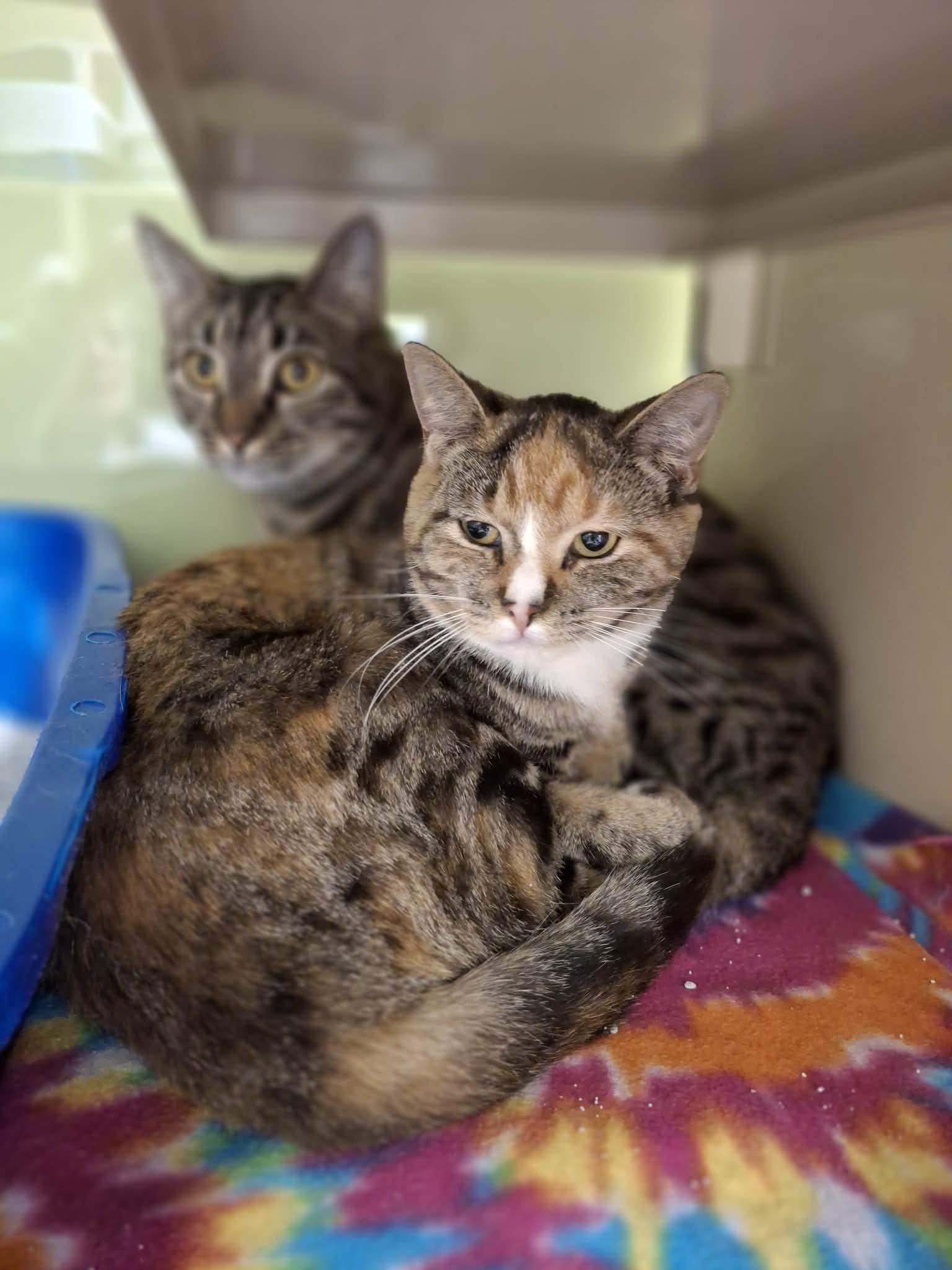 Enlarge Travis AND Lou, a Adoptable Domestic Short Hair in Gonic, NH image 2/3