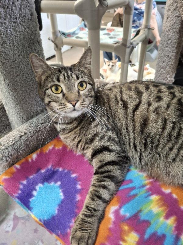 Travis, a Adoptable Domestic Short Hair in Gonic, NH image 1/3