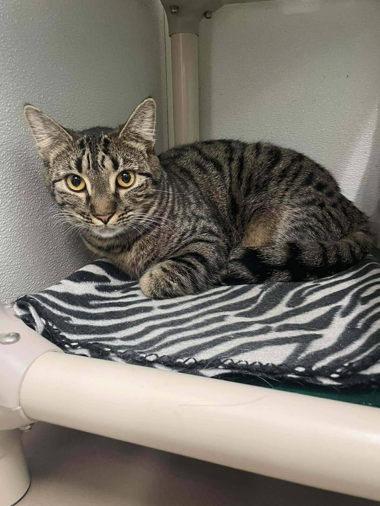 Enlarge Travis AND Lou, a Adoptable Domestic Short Hair in Gonic, NH image 3/3