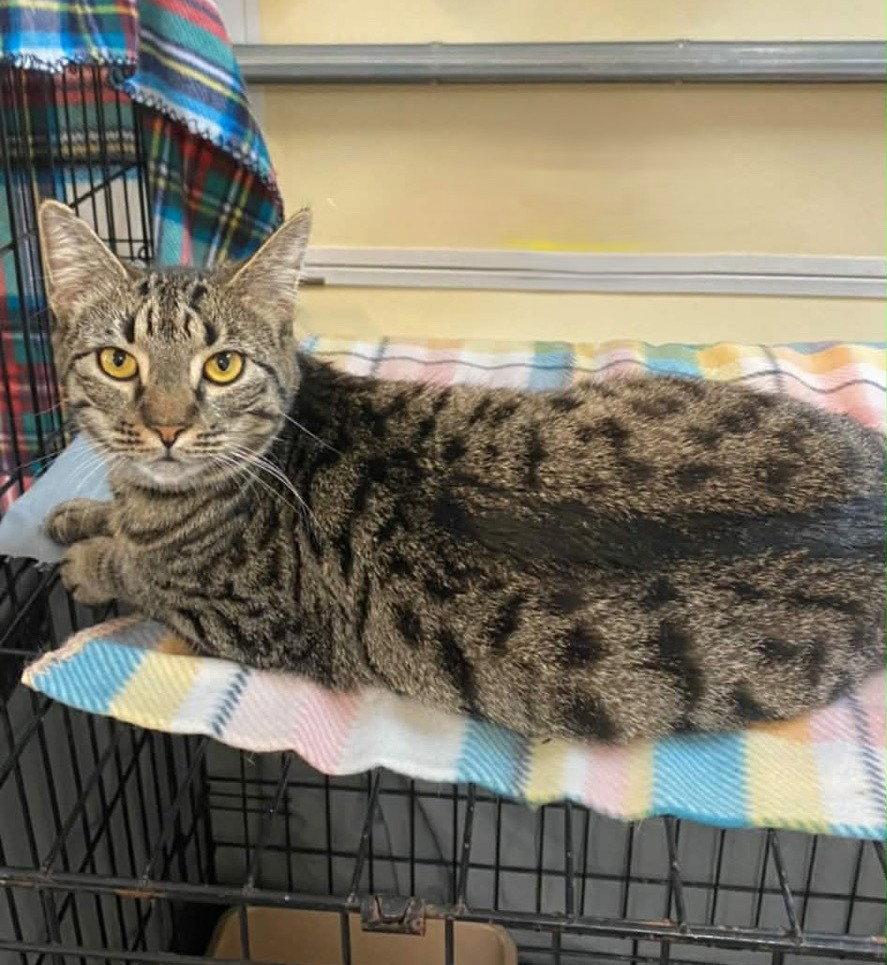 Enlarge Travis, a Adoptable Domestic Short Hair in Gonic, NH image 3/3