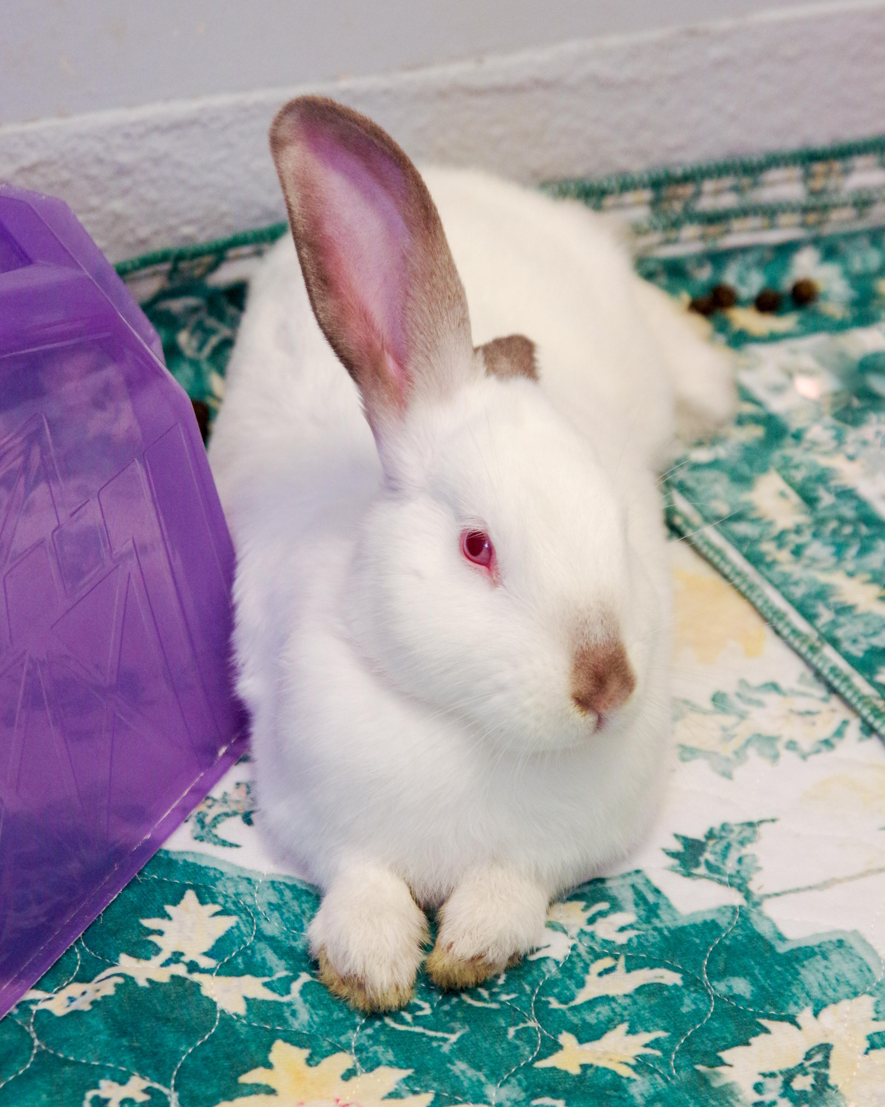Five 2-month-old Bunnies, a Adoptable New Zealand in Scituate, MA image 5/5
