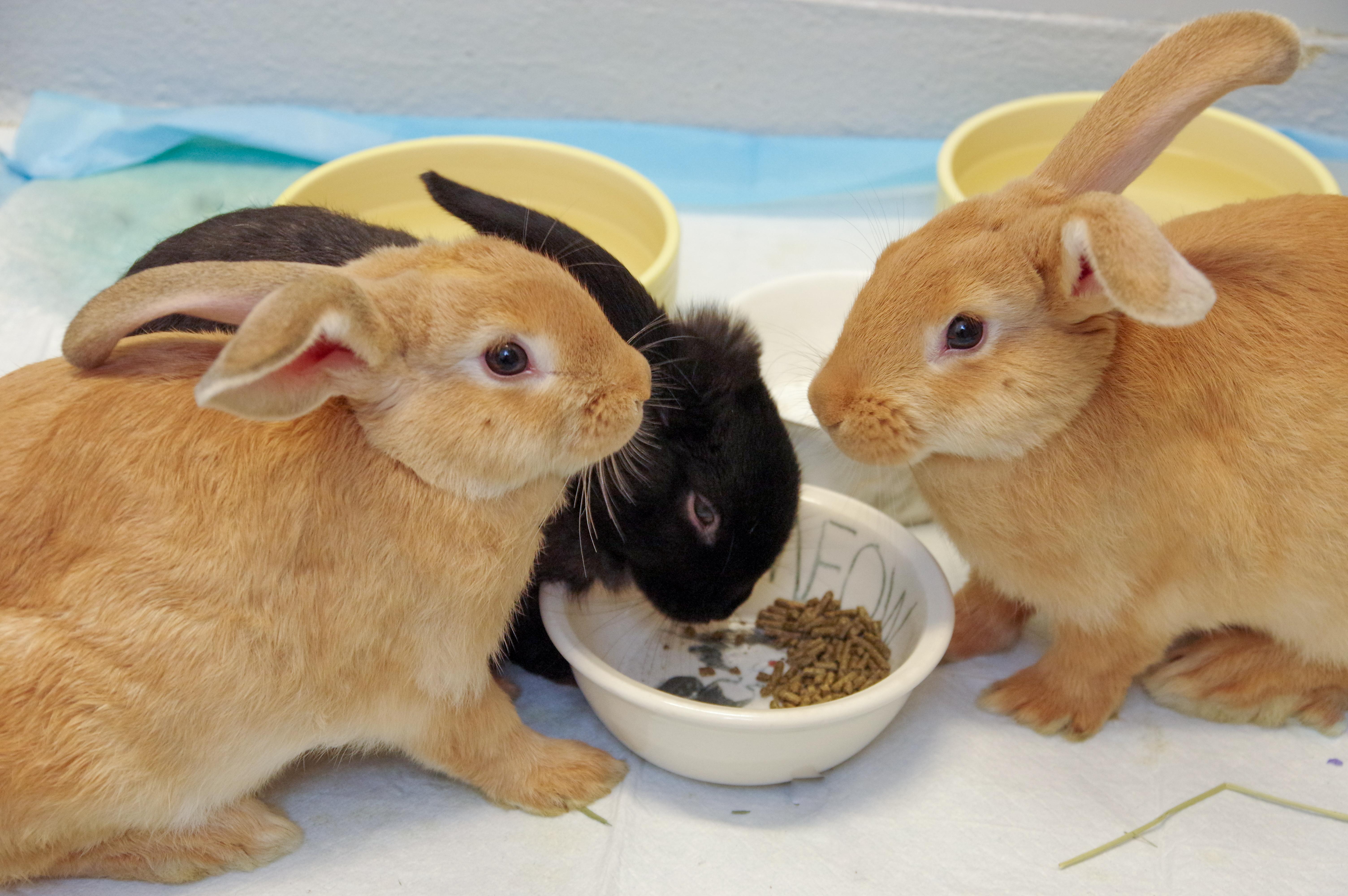 Five 2-month-old Bunnies, a Adoptable New Zealand in Scituate, MA image 1/5