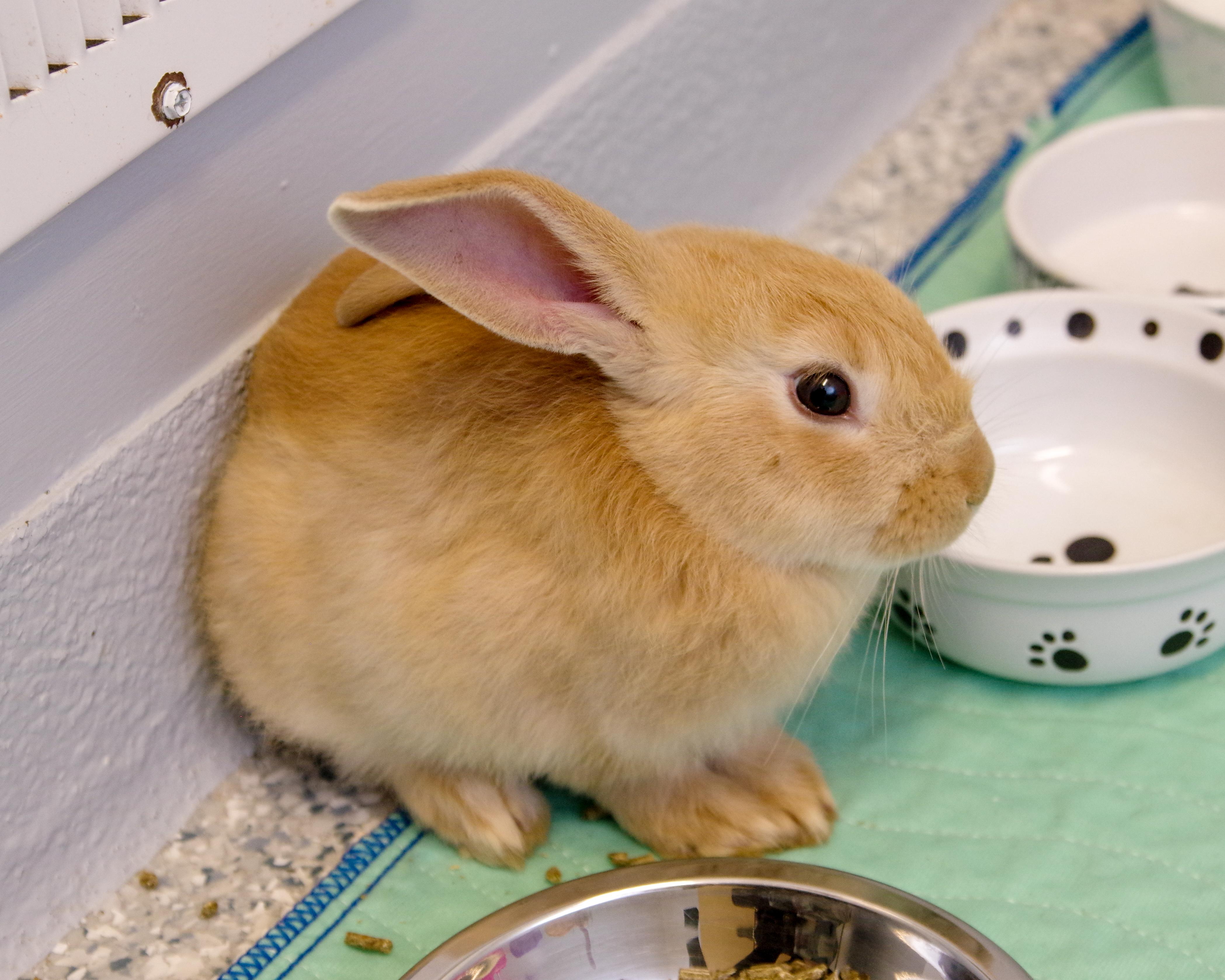 Five 2-month-old Bunnies, a Adoptable New Zealand in Scituate, MA image 4/5