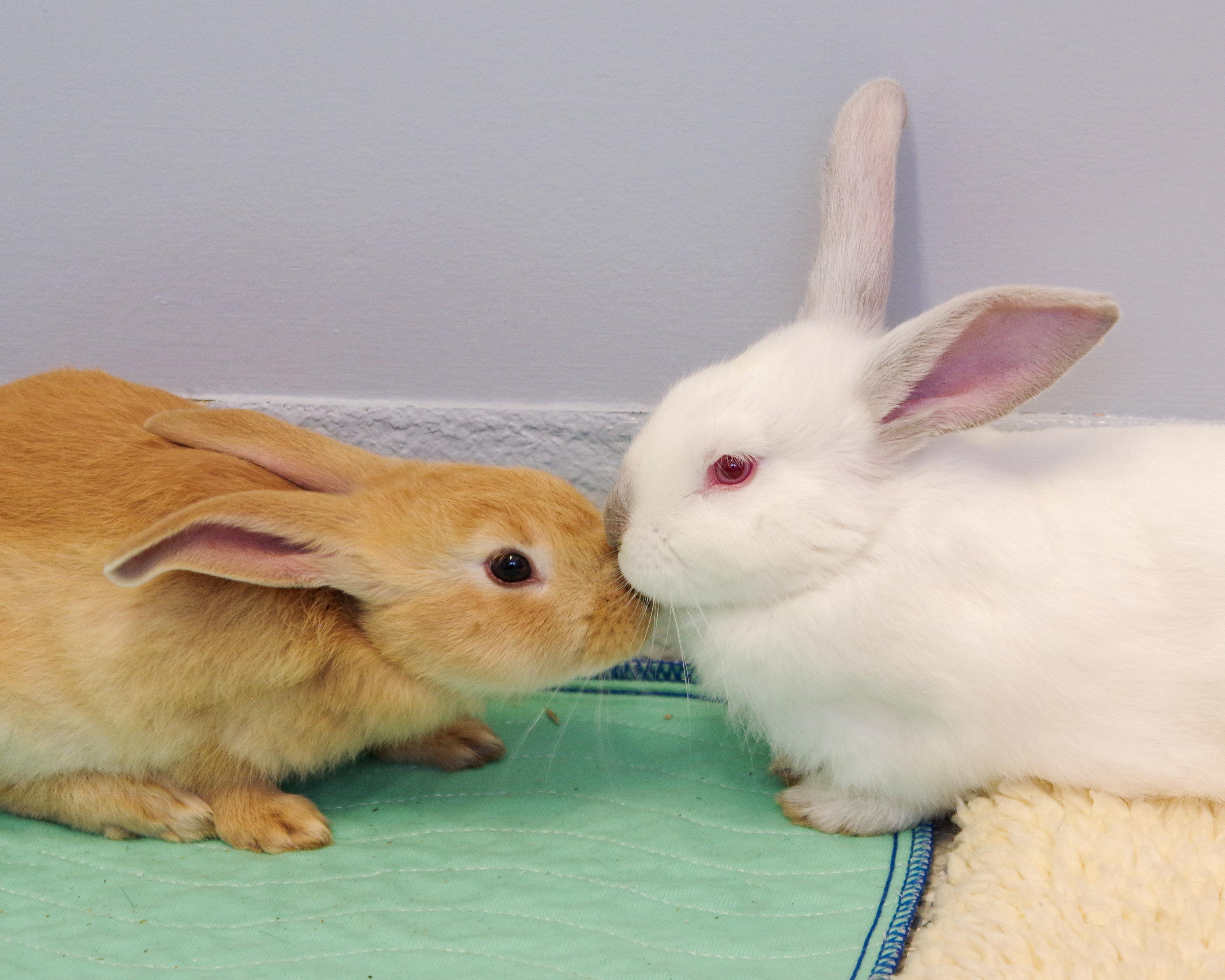 Five 2-month-old Bunnies, a Adoptable New Zealand in Scituate, MA image 1/5