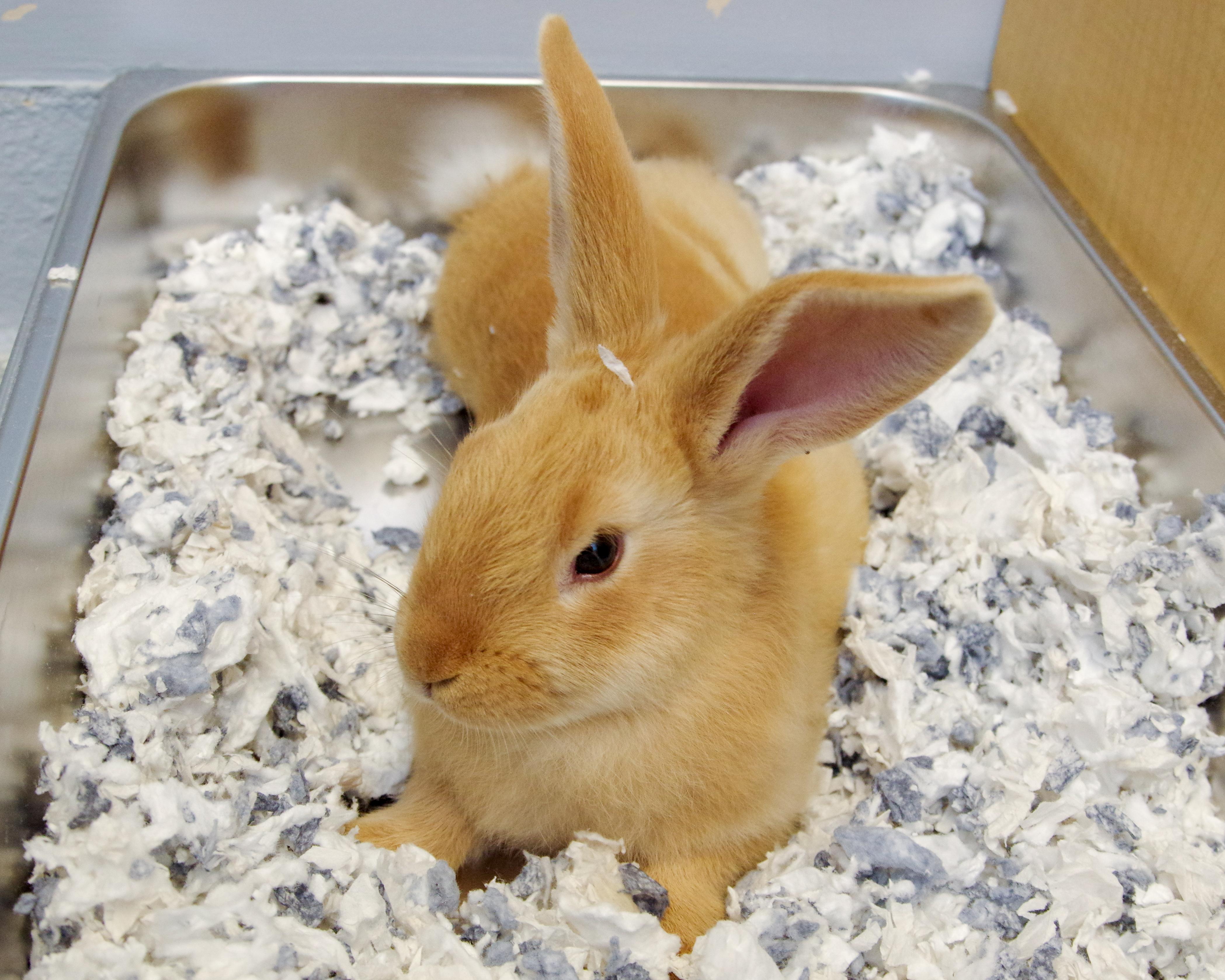 Five 2-month-old Bunnies, a Adoptable New Zealand in Scituate, MA image 3/5