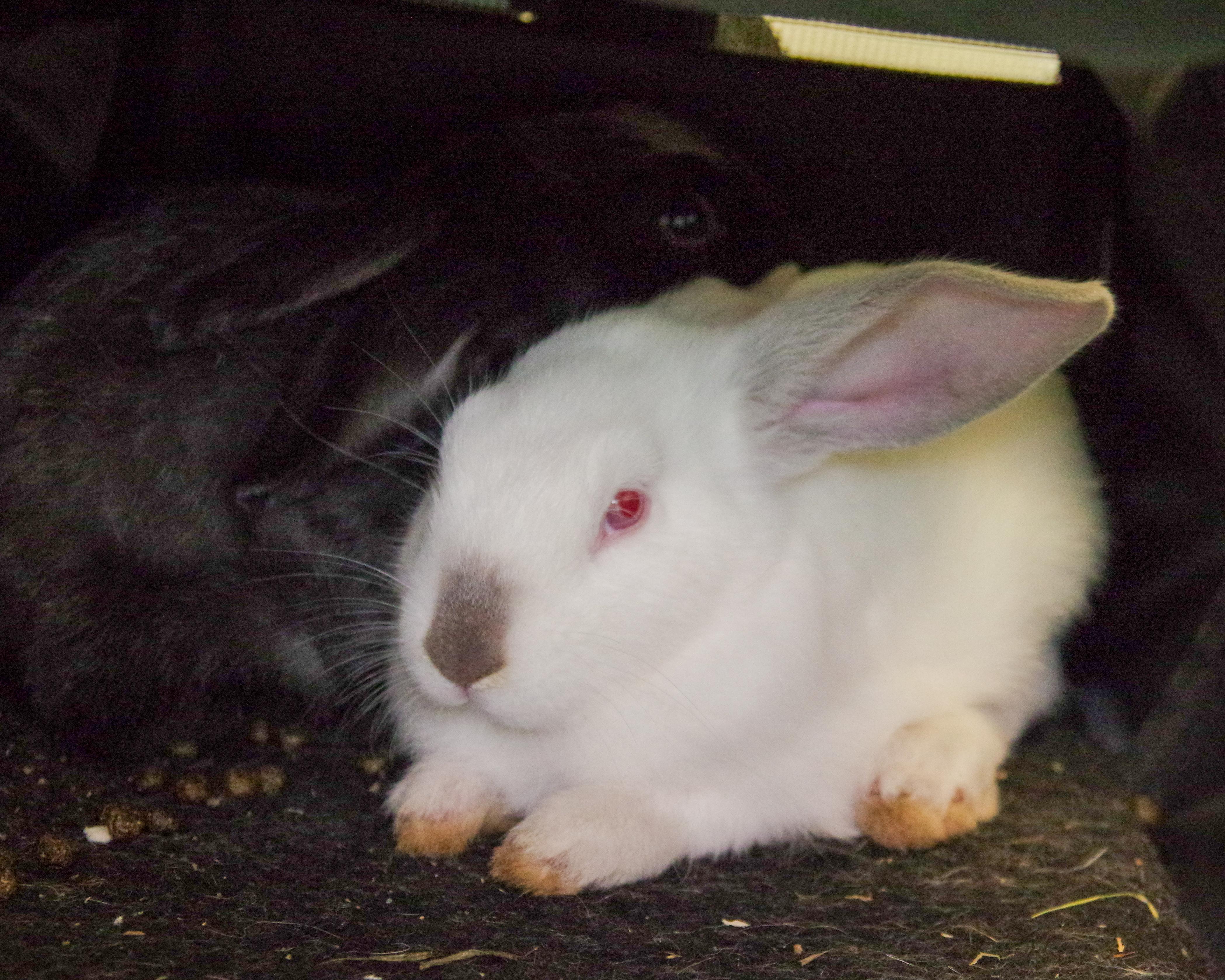 Five 2-month-old Bunnies, a Adoptable New Zealand in Scituate, MA image 5/5
