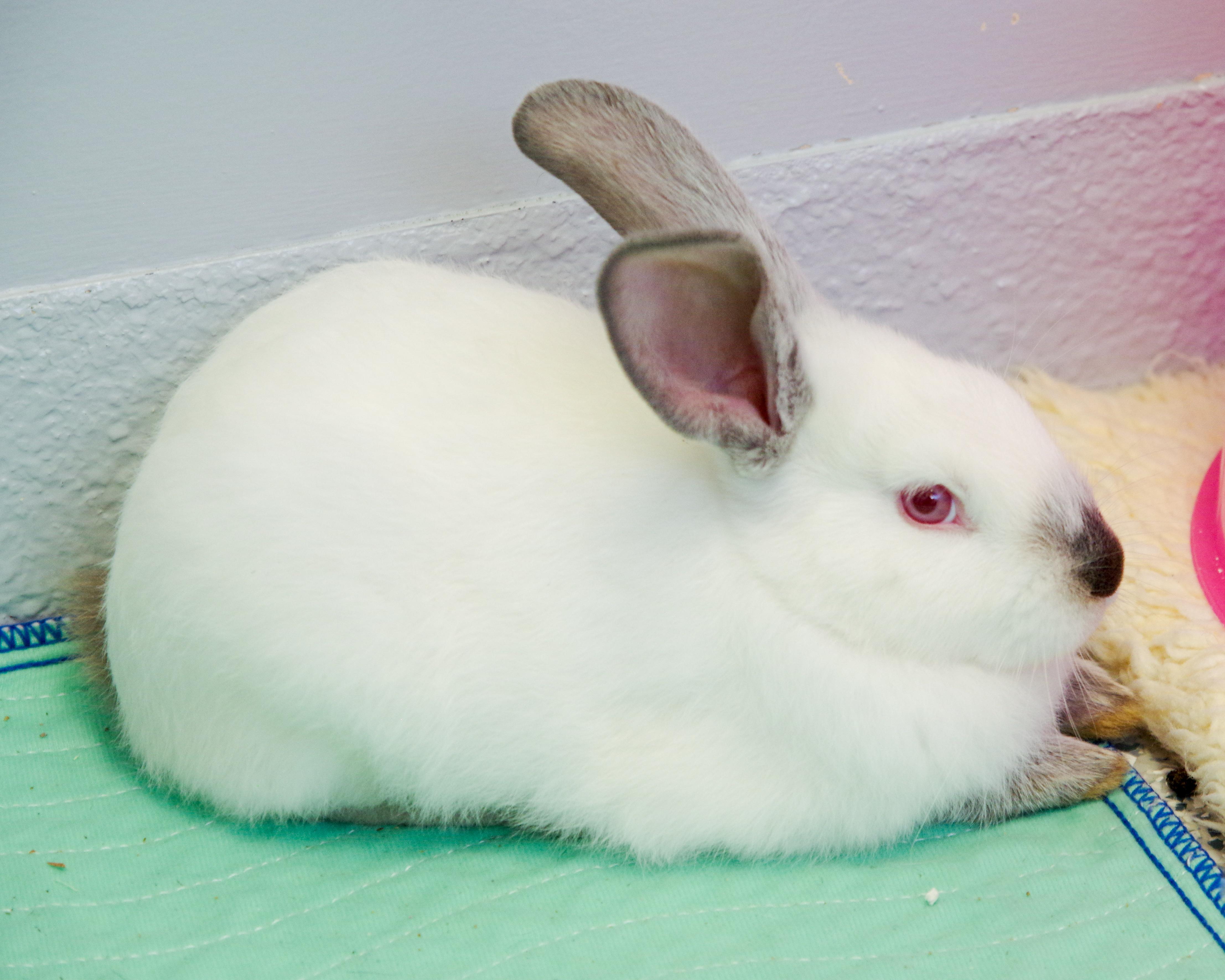 Five 2-month-old Bunnies, a Adoptable New Zealand in Scituate, MA image 2/5