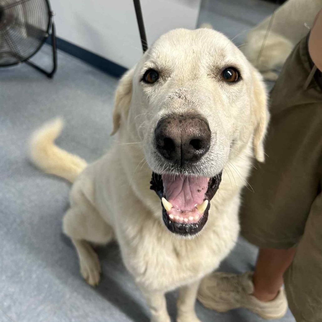Enlarge Bow, a Adoptable Great Pyrenees in Spring, TX image 2/6