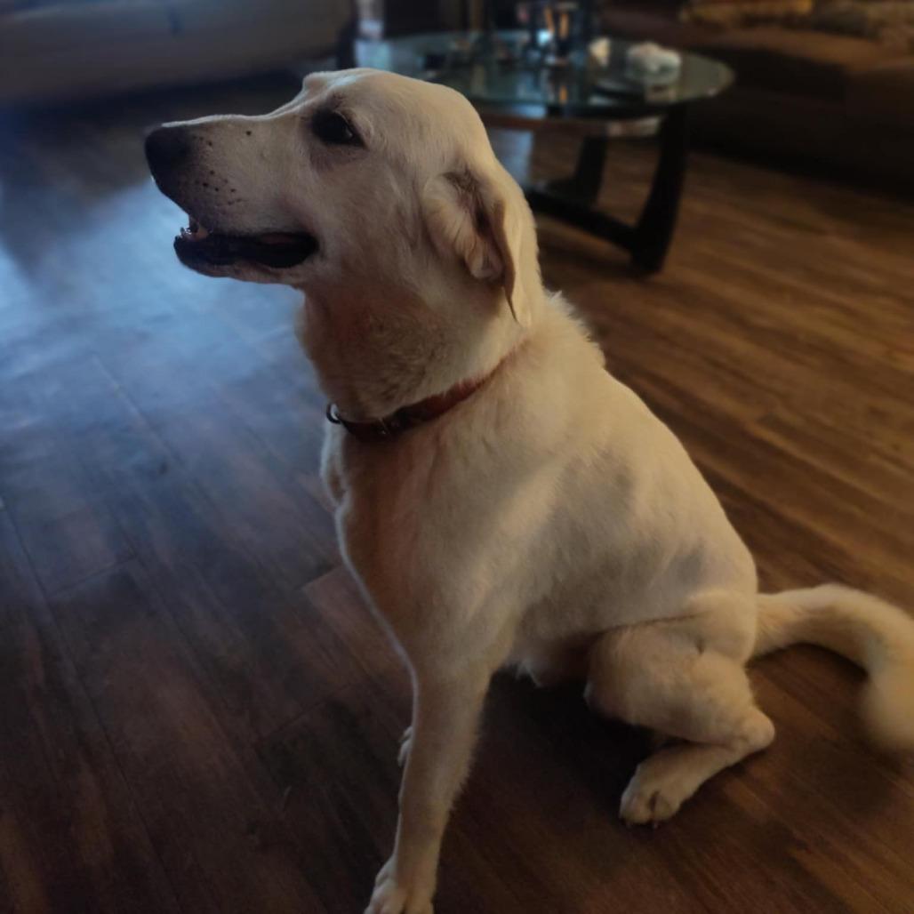Enlarge Bow, a Adoptable Great Pyrenees in Spring, TX image 4/6