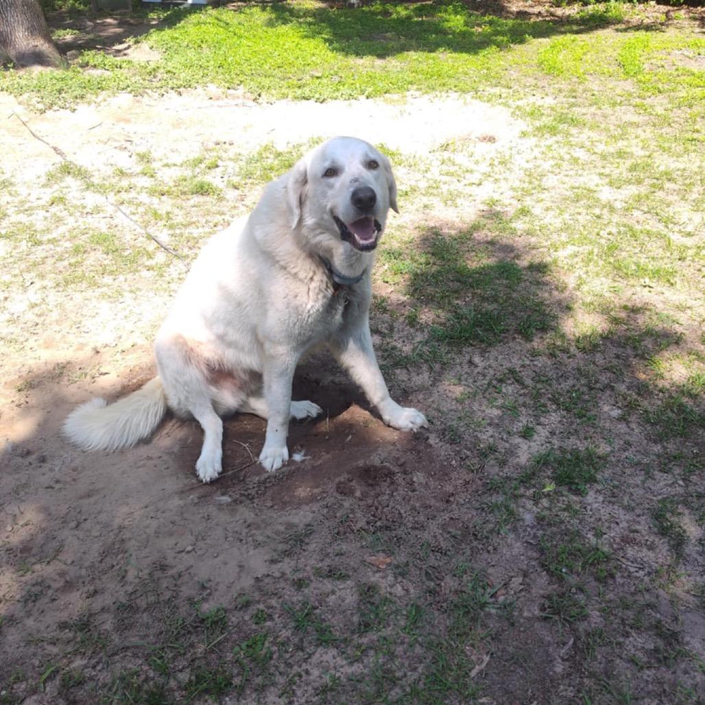 Enlarge Bow, a Adoptable Great Pyrenees in Spring, TX image 5/6