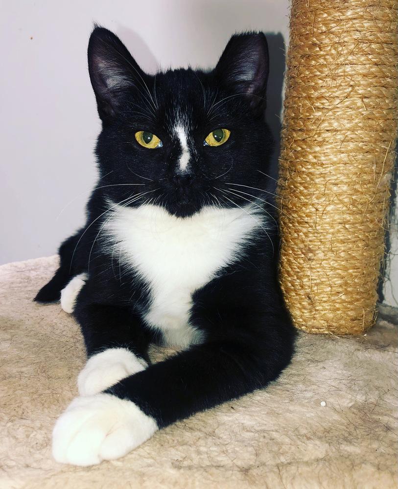 CHOPPER, a Adoptable Domestic Short Hair image 1/6