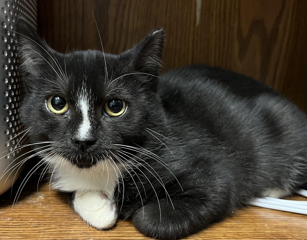 CHOPPER, a Adoptable Domestic Short Hair image 2/6