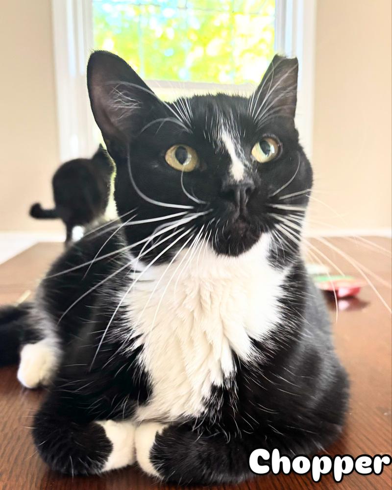 CHOPPER, a Adoptable Domestic Short Hair image 3/6