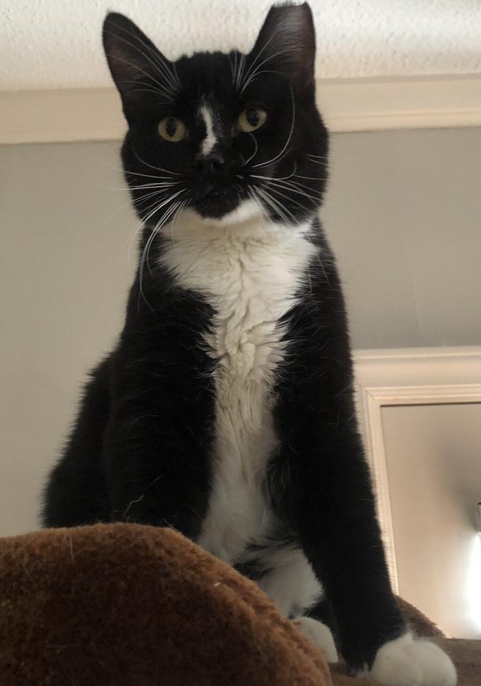 CHOPPER, Adoptable, Adult Male Domestic Short Hair.