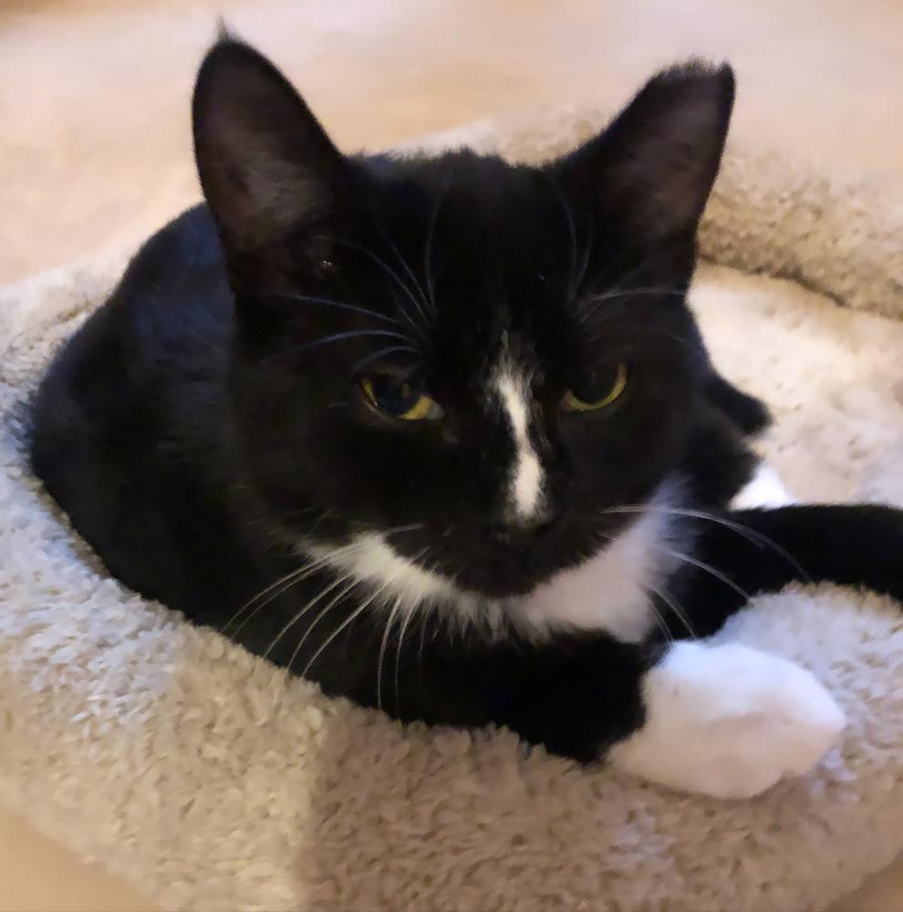 CHOPPER, a Adoptable Domestic Short Hair image 5/6