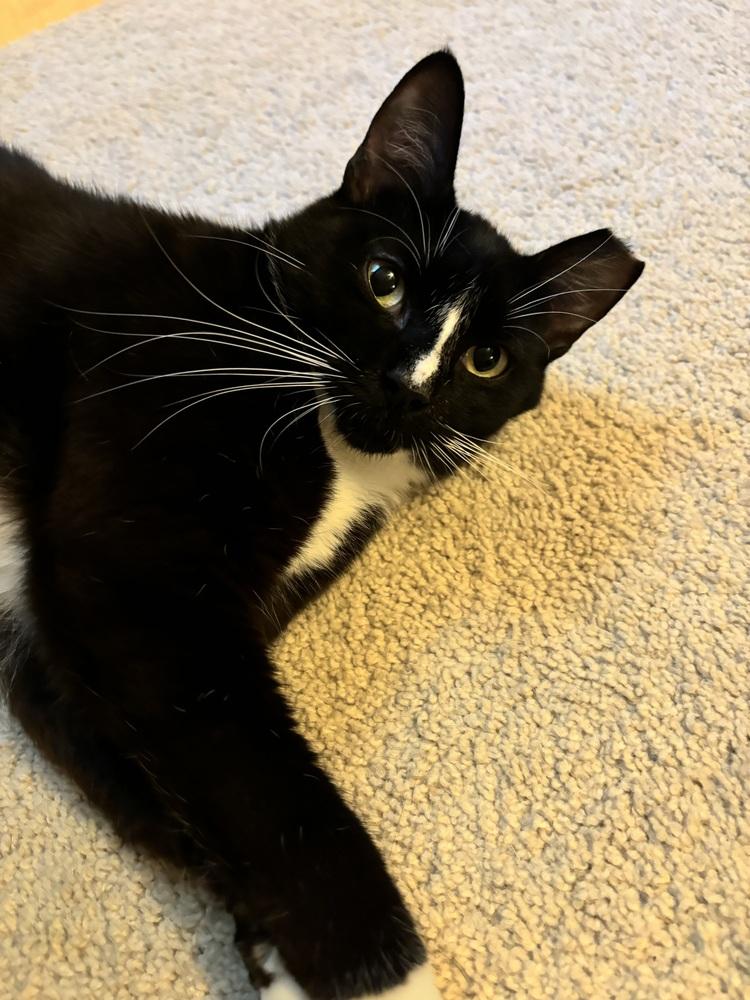 CHOPPER, a Adoptable Domestic Short Hair image 6/6