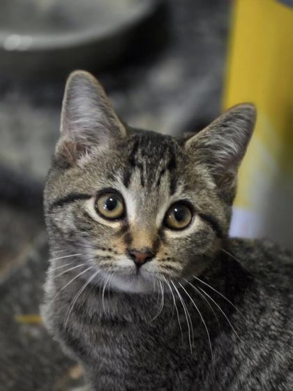 Leia, ADOPTABLE, Kitten Female Domestic Short Hair.
