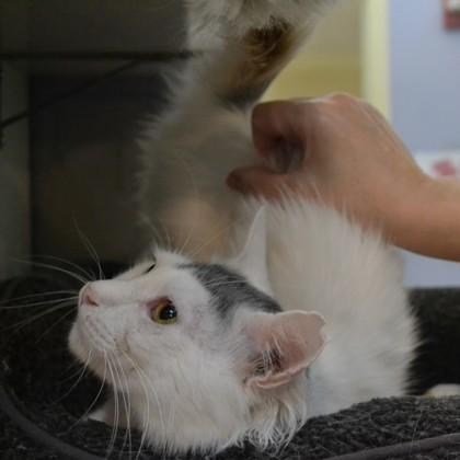 Enlarge Spectre, a Adoptable mixed breed in Richmond, VA image 1/3