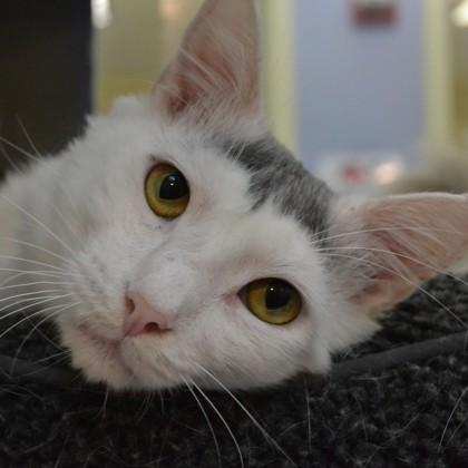 Enlarge Spectre, a Adoptable mixed breed in Richmond, VA image 2/3