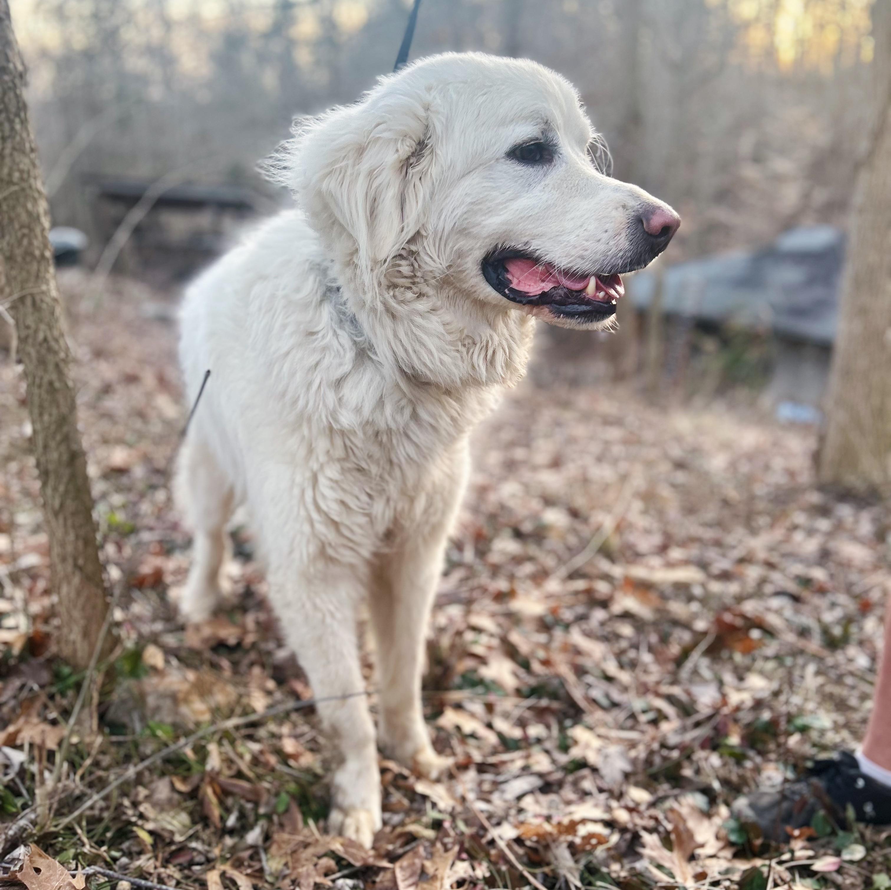 Apollo, a Adoptable Great Pyrenees in Bethel, OH image 5/6