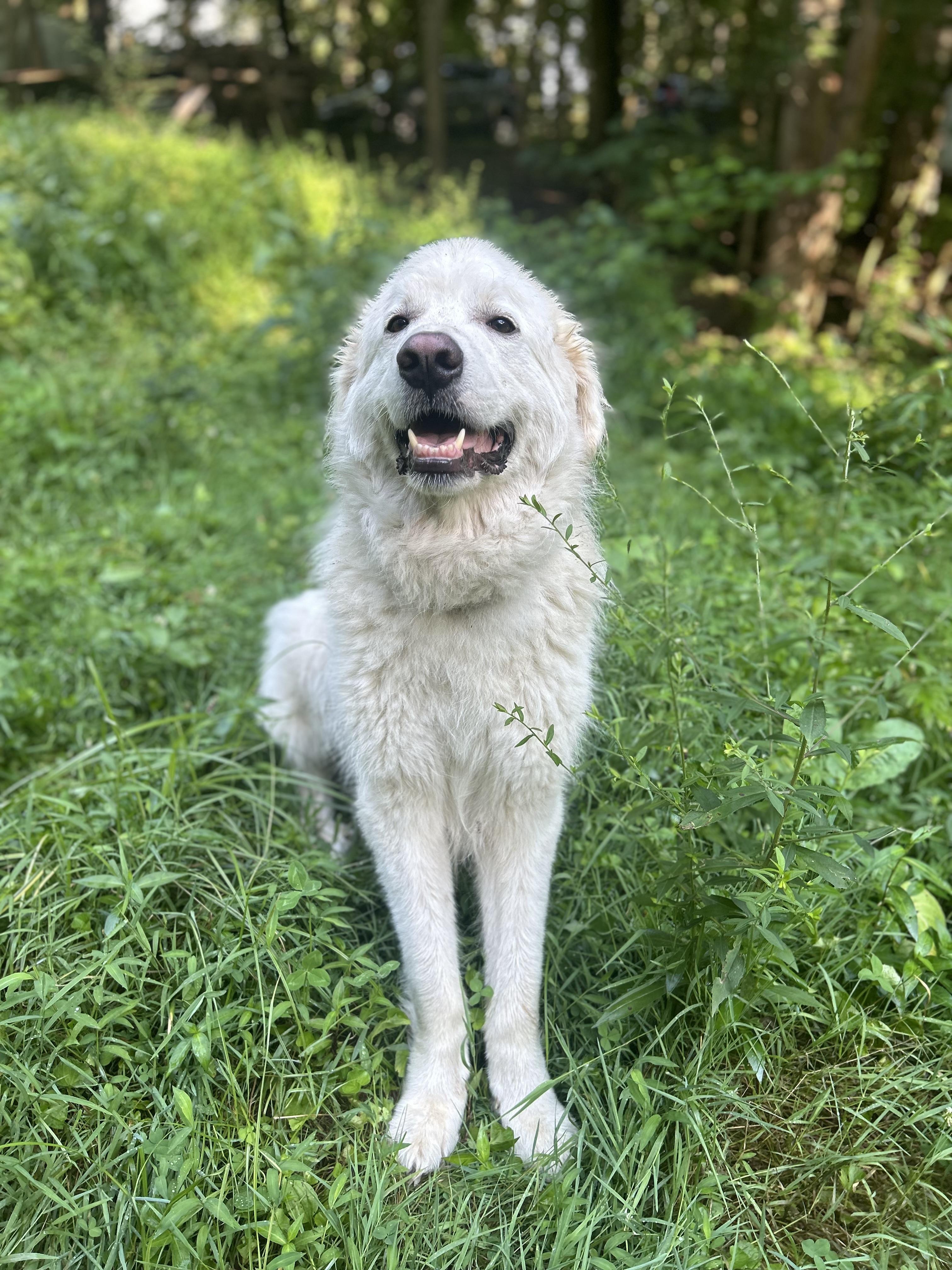Apollo, a Adoptable Great Pyrenees in Bethel, OH image 2/6