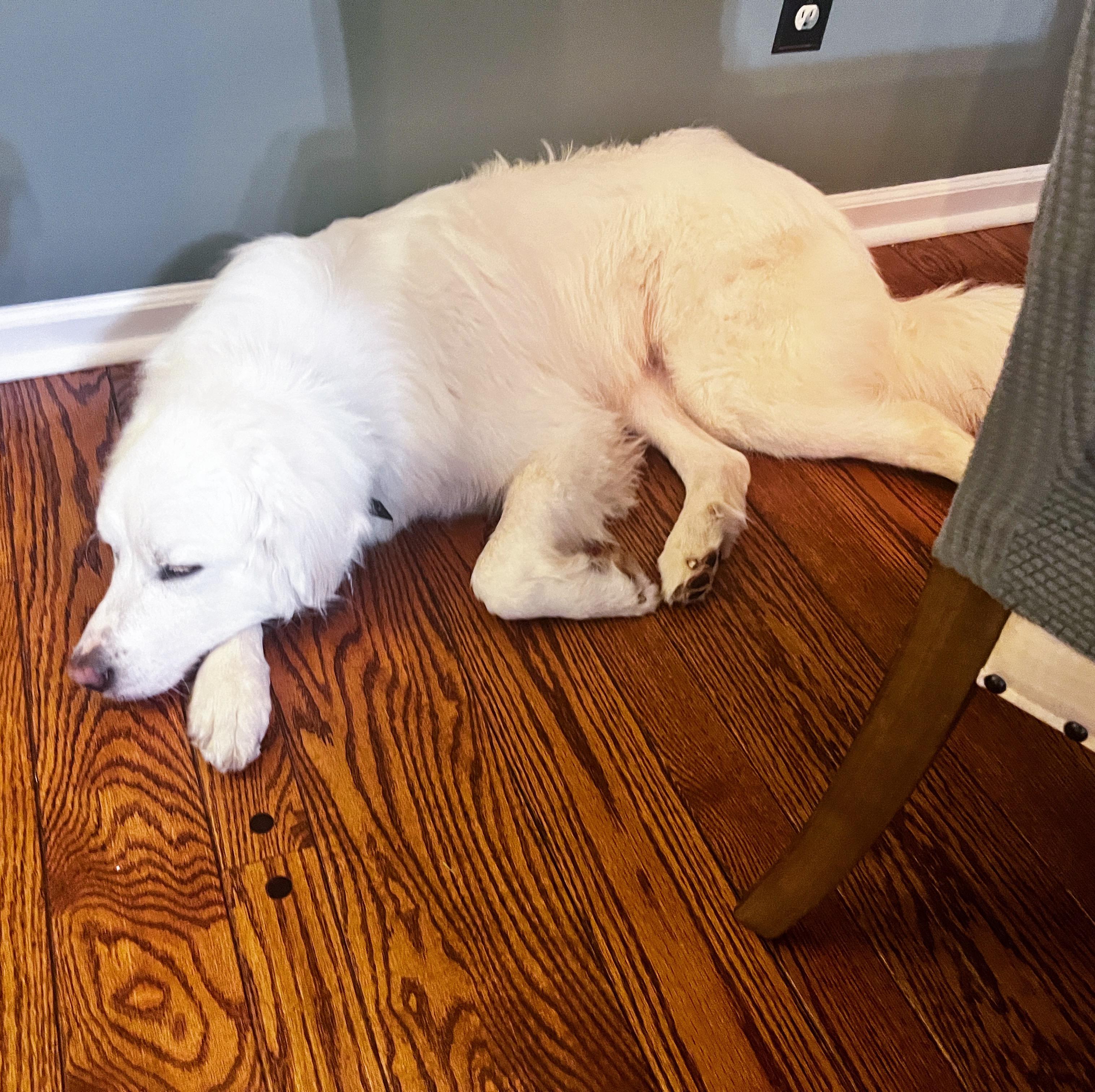 Apollo, a Adoptable Great Pyrenees in Bethel, OH image 6/6