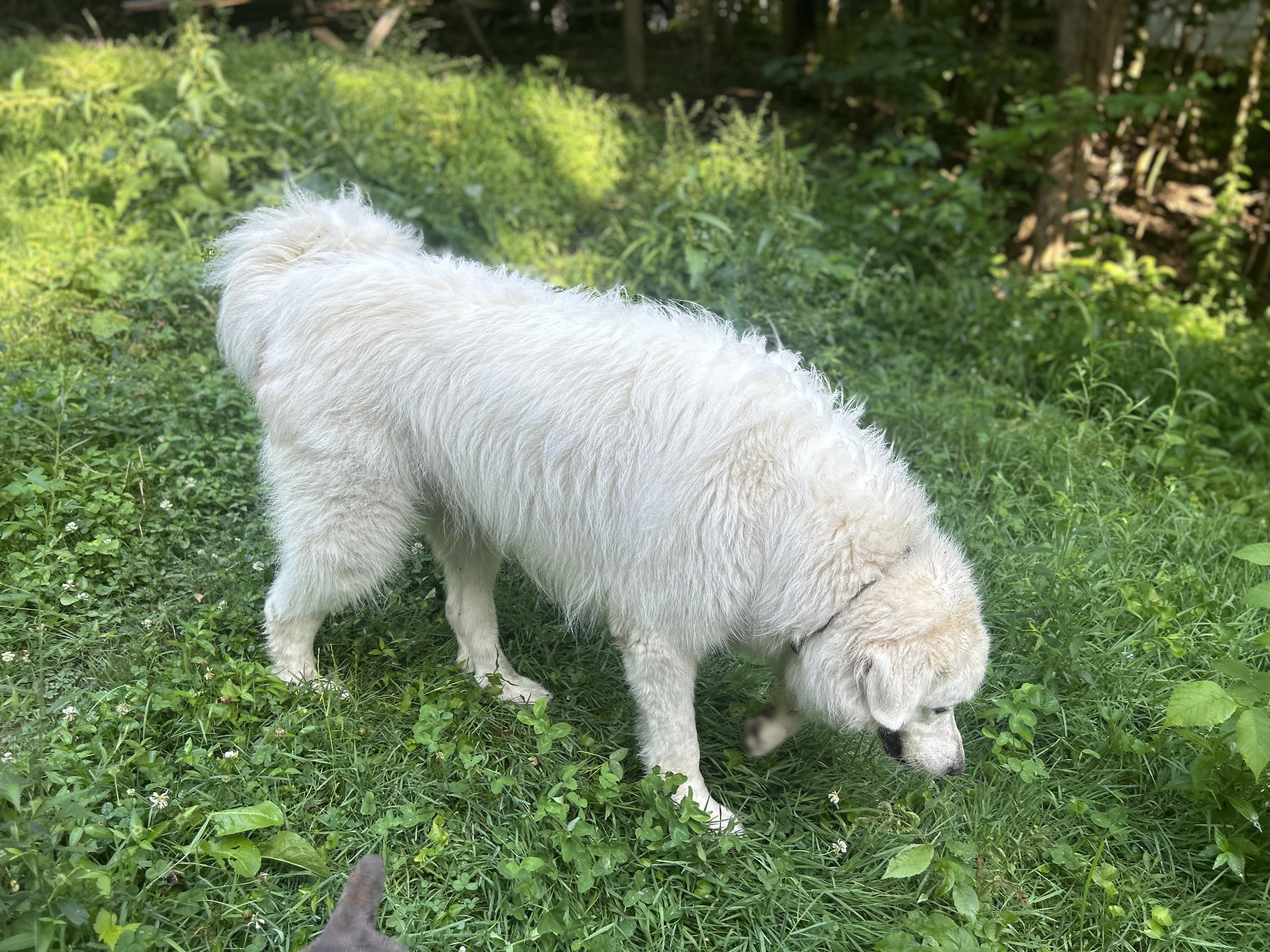 Apollo, a Adoptable Great Pyrenees in Bethel, OH image 3/6