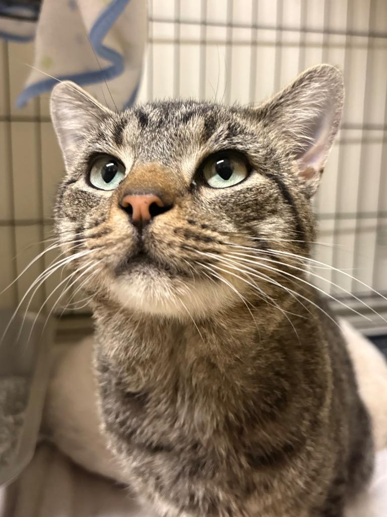 Enlarge Tobadiah, a Adoptable mixed breed in Fall River, MA image 1/5
