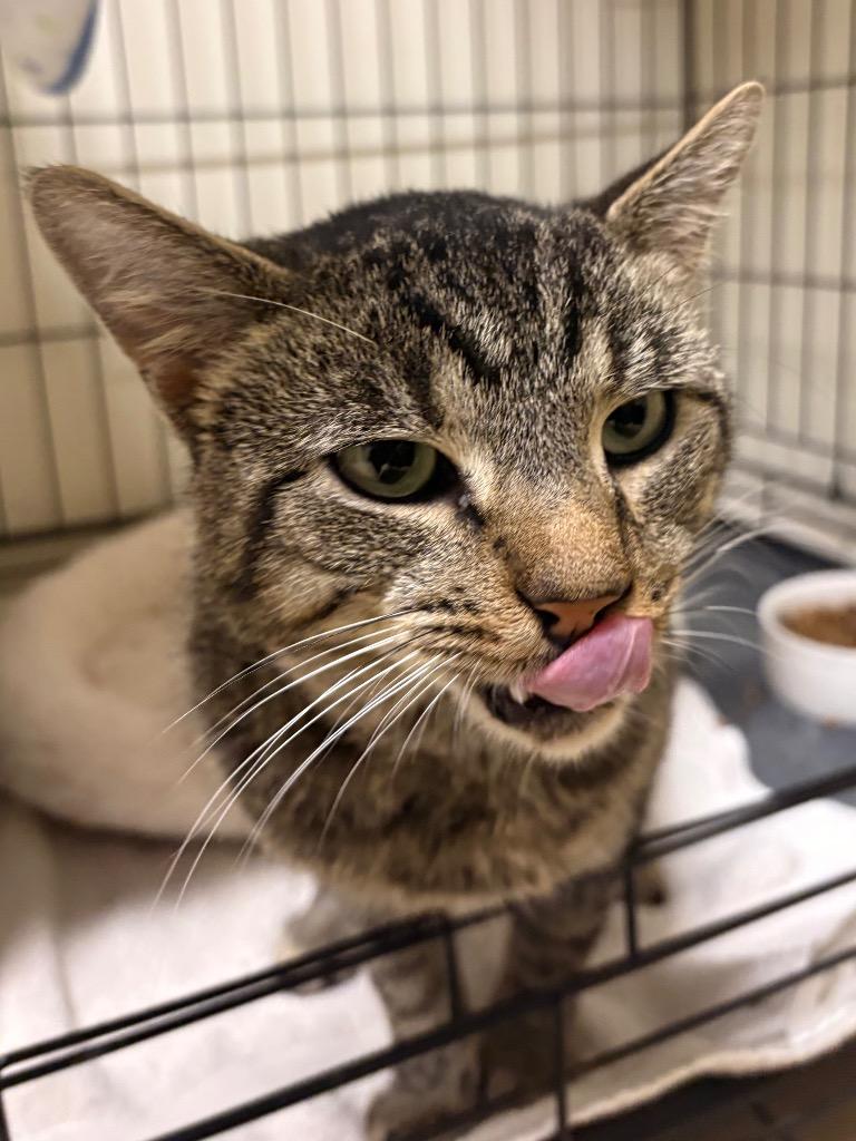 Enlarge Tobadiah, a Adoptable mixed breed in Fall River, MA image 2/5