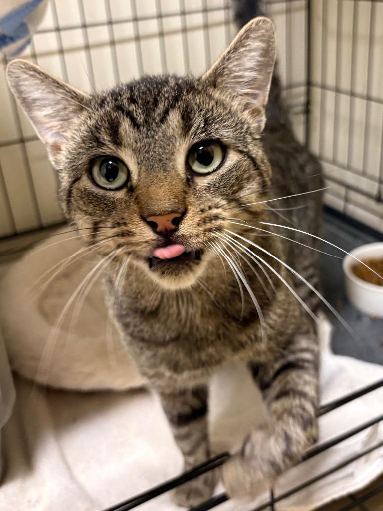 Enlarge Tobadiah, a Adoptable mixed breed in Fall River, MA image 3/5